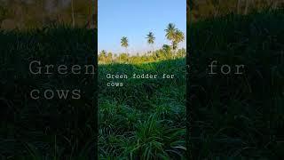 Green fodder #greenfodder #leaves #nature #gardening  #agriculture #farming