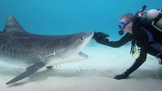 Нападение акулы в Хургаде 8 июня 2023 года. Египет 2023. Опасное Красное море.
