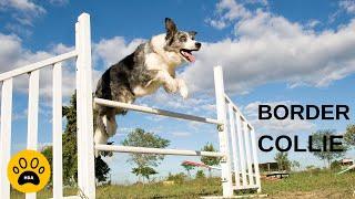 LE CHIEN BORDER COLLIE  Caractère - Santé - Entretien - Physique