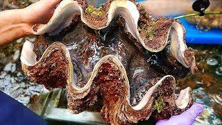 Japanisches Straßenessen - $100 Amerikanischer Dollar Riesige Muschel Japan Meeresfrüchte