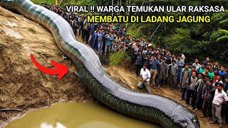 Viral ! Warga Temukan Ular Raksasa Yang Membatu DI Ladang Jagung