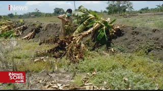 Tiru Video Viral Salam dari Binjai, Bocah di Kawasan Jatim Rusak Kebun Pisang #iNewsSore 03/11