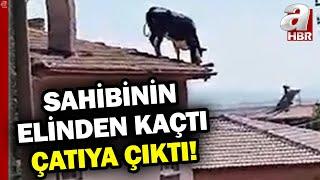 Konya'da Sahibinden Kaçan Kurbanlık Çatıya Çıktı! İşte O Anlar... | A Haber