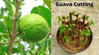 How to propagate guava tree from cuttings || growing guava tree from cutting