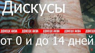 как развести дискусов.HOW TO: Keep Discus, Symphysodon, от брачных игр до малька, Zierfische