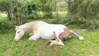 Moxie’s First Foal - American Paint Horse Giving Birth - Maximum White Foal