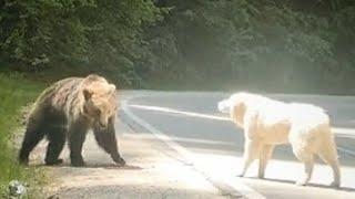 Alabai dog stop Bear Attacks  - Top 5 Animals Face Off