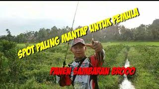 casting ikan gabus,nonstop sambaran