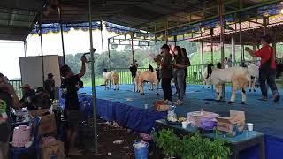 kambing etawa "Bangkit" naik podium peringkat 8 kontes lokal kulonprogo