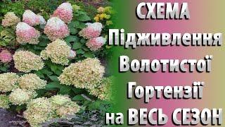 СХЕМА Підживлення Волотистих Гортензій на ВЕСЬ СЕЗОН. Фази Росту Волотистої Гортензії  #садівництво