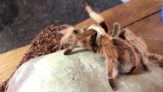 May 2017 - Spiders, Reptiles, Inverts & Snails!