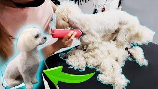 TRANSFORMATION from matted to cute (mixed shih-tzu / bichon) GROOMING at dog salon