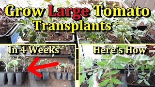 Grow Large Tomato Transplants Indoors in Just 4 Weeks (One Simple Change for Larger Plants)