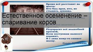 Естественное осеменение – спаривание коров