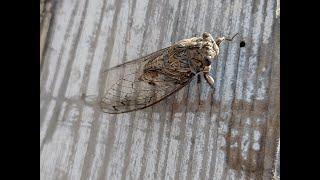 A Bit Of Info About Cicadas