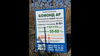 Бомонд соняшник. Демо 2024. Збирання гібридів на 01.10.2024.  #агроритм #farming