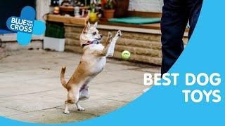 Top Dog Toys | Blue Cross Pet Advice