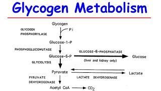 Glycogen metabolism