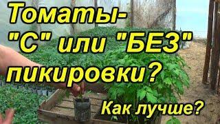 Томаты с пикировкой и без неё. Как лучше?