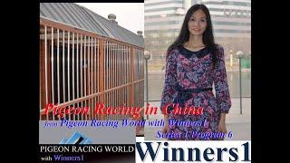 Pigeon Racing in China  from Pigeon Racing World with Winners1 Series 1 Program 6