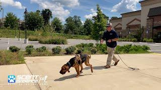 K9 Daisy - Scent Discriminate Trailing Bloodhound - 7 Months