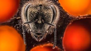 The first 21 days of a bee’s life | Anand Varma