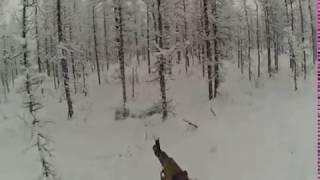 Охота на оленя зимой