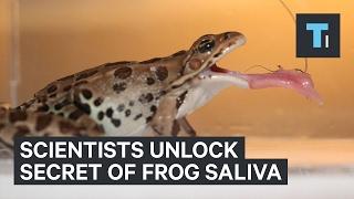 Slow-motion footage reveals the unique way frog's capture their prey