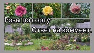 Розы цветут по сорту.Ответ на комментарий.