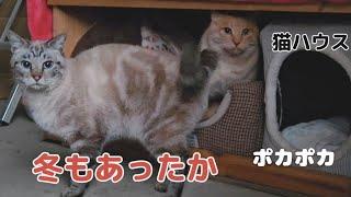 外の寒さに驚いて猫ハウスに戻る猫たち