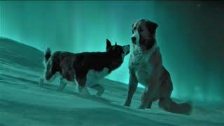 Buck vs. Spitz - The Call of the Wild (2020) 4K.