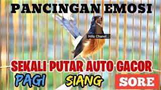 suara murai batu gacor MEMANCING EMOSI MURAI BATU