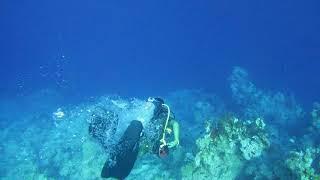 Shark in Ras Mohammed, Sharm El Sheikh