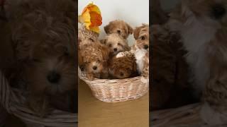 THE CUTEST MALTIPOO PUPPIES #puppies #maltipoo #dogs #cute #short #cutepuppy #cuteviral