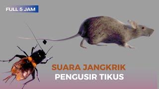 Suara Jangkrik Pengusir Tikus