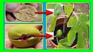 How to Grow Fig Tree From Seed | Grow Fig Tree From a Fig