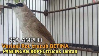 Trucuk BETINA memanggil Jantan Suara Birahi Ngecuplik 100% pancingan trucukan gacor agar BUNYI EMOSI