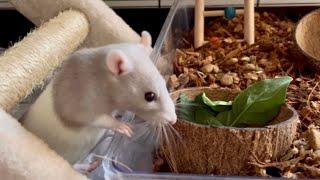 What do pet rats need for a happy home?  (Rat cage setup)