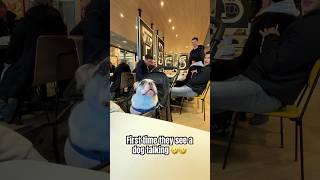 First time they see a dog talking  #dog #funny #frenchbulldog #food