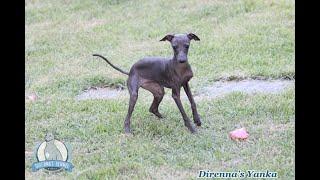 Direnna’s Yanka - fêmea - Italian Greyhound - Canil Direnna