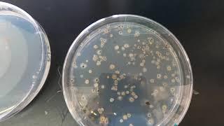 Environmental microbe isolation Part 2