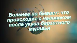 Больнее не бывает: что происходит с человеком после укуса бархатного муравья