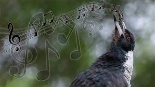 Australian Magpies Singing Compilation - one of the most beautiful bird calls