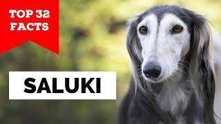 99% of Saluki Owners Don't Know This