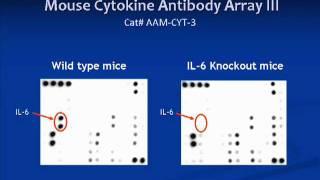 RayBiotech Product Overview