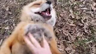 Just two ticklish foxes getting tickled