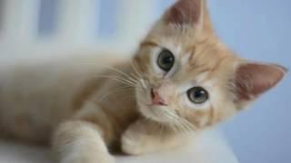 1 Minute Compilation of Cute & Funny Cats!