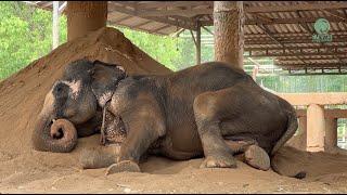 Grandma Dok Koon Rescued Elephant Lay Down to the Sand After 25 Hours Journey - ElephantNews