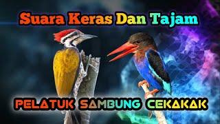 MASTERAN MURAI BATU DAN CUCAK IJO.PELATUK SAMBUNG CEKAKAK #muraibatu #cucakijo #masteranmuraibatu