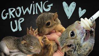 Rescued Baby Squirrel is Growing Up!